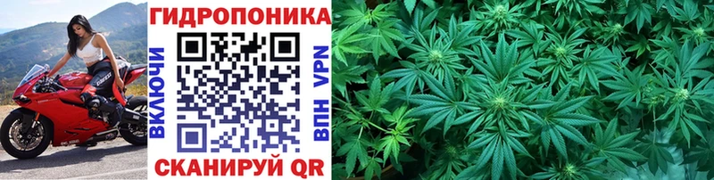 Бошки марихуана OG Kush  Купить где  Грязовец 